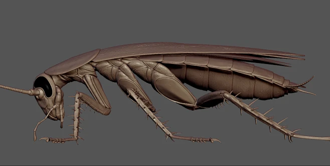 Cockroach-花瓣网