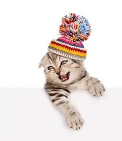 点击来源直接获取大图文件 |小狗拥抱小猫咪。在白色背景上孤立