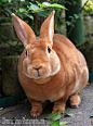 Bunny in the yard - Picture Colors: Rust, Orange/ Brown, Green. Grey: 