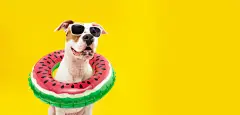 点击来源直接获取大图文件 |Banner dog summer going on vacations. American Staffordshire  inside an inflatable swimming pool ring. Isolated on yellow background