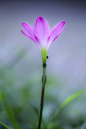 Photograph Rain lily by DEW SP