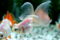 FUCKYEAH-GOLDFISH : A place to celebrate our favourite aquatic pet. Feel free to ask us stuff or submit a picture of...
