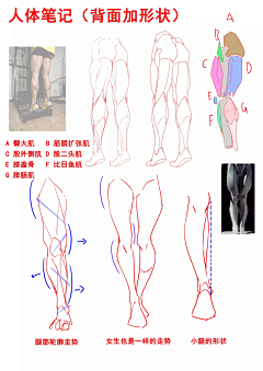 Echohg采集到四肢