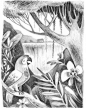 Done  just scanned and touched up 47 illustrations for my book with @tundrabooks Here's one of them #illustrator #illustration #earlychapterbook #summer2018 #sneakpeek #graphite #kassreich #jungle #wildlife