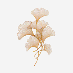 是丢丢啊采集到花元素
