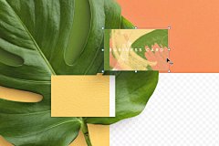 名片龟背竹植物 (PSD,PDF)