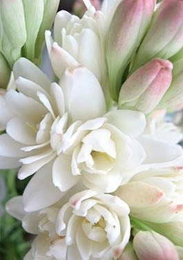 tuberose 晚香玉
