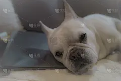 太累了，一个法国佬在电脑前睡着了