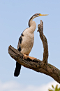 鲣鸟目·蛇鹈科·蛇鹈属：澳洲蛇鹈