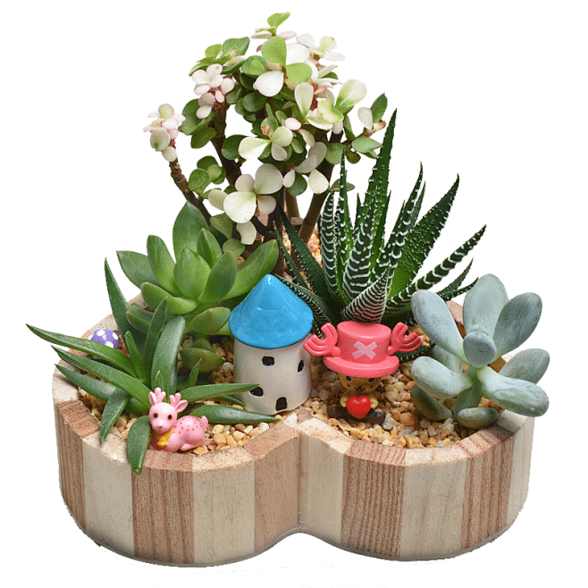 植物、盆栽、盆景png@没有故事的七月