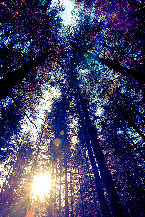 森林的太阳