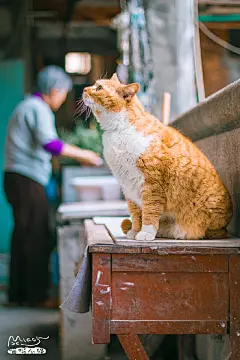 隆昌公寓表情包大橘子，了解一下 ​​​​