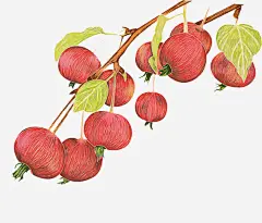 山楂手绘插画高清素材 山楂 手绘 插画 植物 水果 免抠png 设计图片 免费下载