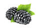 黑莓 PNG素材 免抠图 水果 食物
