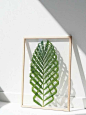 DIY Leaf Art | Home Decor Accessories You Can DIY to Brighten Your Living Room