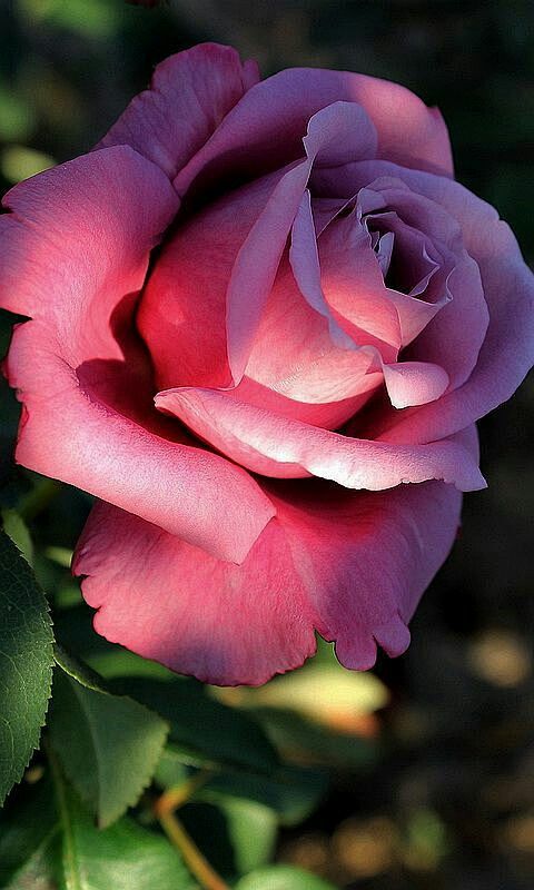 Perfect Rose: 