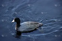 在蓝水上游泳的美国白骨顶鸟