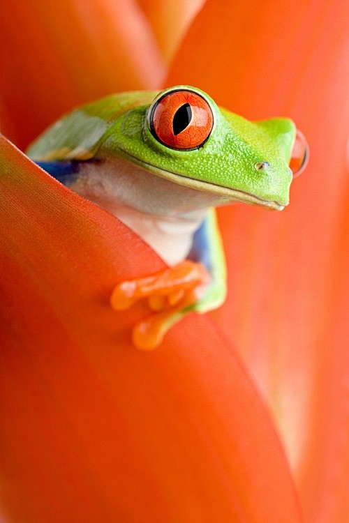 Red Eyes. Photo by A...
