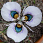 Carnival of color: 30 of the most incredible multi-colored flowers in the world / Peacock Flower: Moraea villosa / Photo By brcotte2007