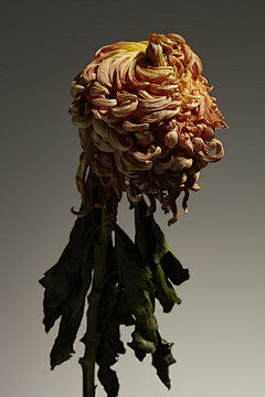 Carey_采集到花果素材