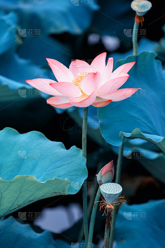 荷花,睡莲,池塘,植物茎,纯净,湿,花头...