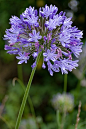 Agapanthus campanulatus 铃花百子莲