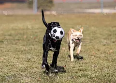 搜救犬