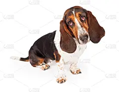 黑色和棕色巴吉度猎犬向前看