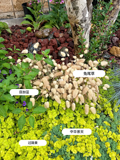 😶QQzyq采集到花境
