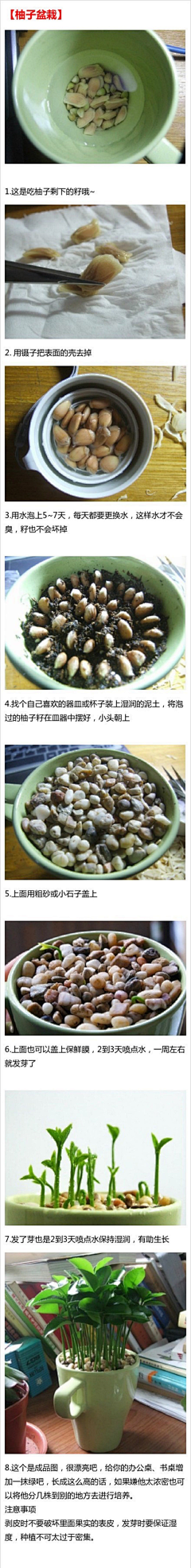 牛腩面1203采集到蔬菜盆栽