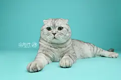 行走的表情包，严肃的大脸！ 哈哈～  徐度时光——棚拍系列