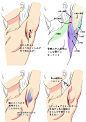 设计秀腋下绘画方法，注意阴影和肌肉的关联嗷~ ​​​​转需！（作者： 高遠そら ） ​​​​
