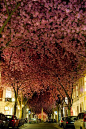 好棒的櫻花街！波恩街，德國！ #景点# #美景#