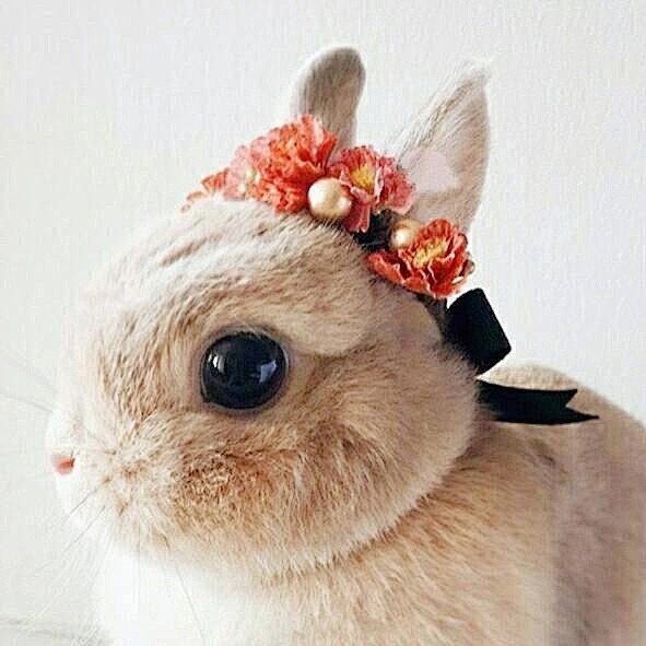 美腻腻的小兔子