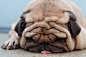 funny tired dog pug wrinkled face