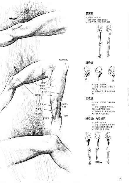 #绘画参考学习#腿脚肌肉结构