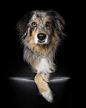 Perfect Imperfection: Photographer Documents The Beauty Of Animals With Disabilities : From dogs with three legs, to cats born without eyes, Perfect Imperfection celebrates the intrinsic beauty of animals who have overcome adversity and adapted to a physi