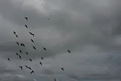 鸽子高清摄影素材