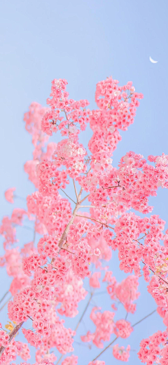 xiaxiaxia不完采集到花朵