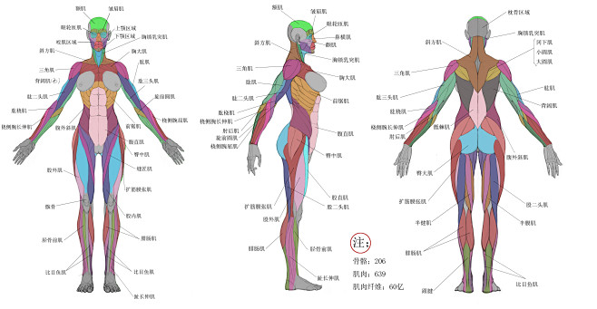 人体肌肉三视图女