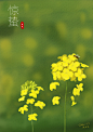 二十四节气插画，油菜花