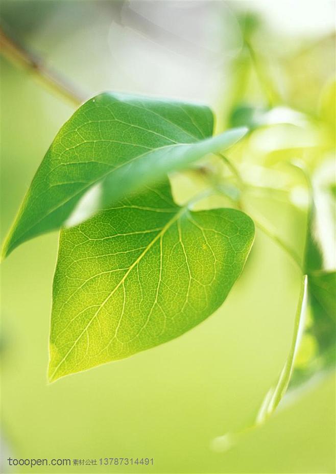 树木树叶-在树枝上的两片心形树叶特写摄影...