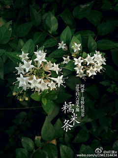 小小小金酱采集到植物素材