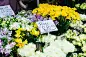 大把的花_5178148554
