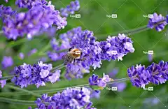 熊蜂 薰衣草 昆虫 高清壁纸 植物群 花 户外 夏天 花蜜