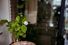 好一朵茉莉花