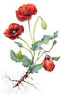 Botanical Paintings : Botanical paintings, personal and commissioned. The theme is medicinal plants.