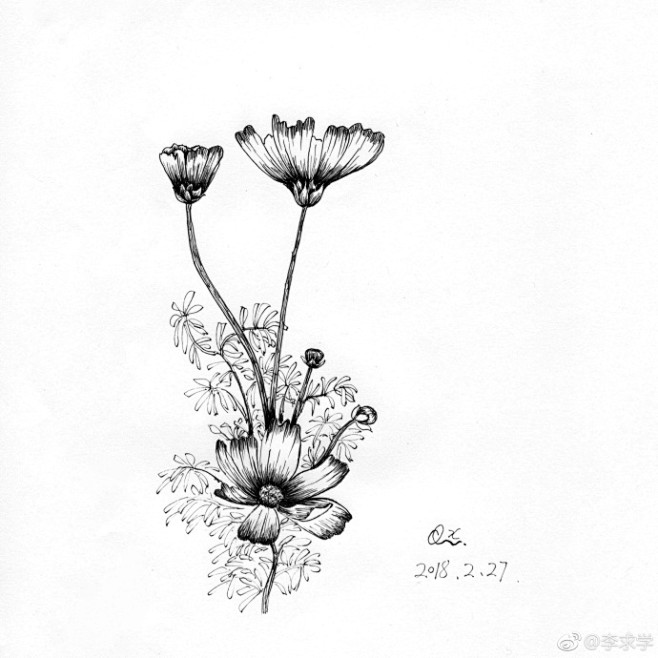一组手绘花朵黑白插画#钢笔画#儿 ​~ ...