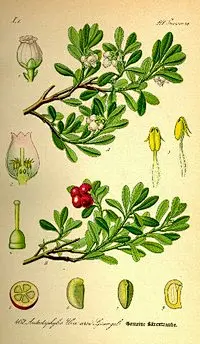 奥托手绘彩色植物图谱_堆糖图片专辑