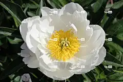 花 牡丹 自然 花卉背景 夏天 花壁纸 太阳 阳光明媚的